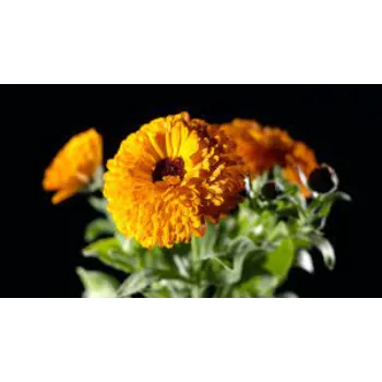 Great Marigold Plant
